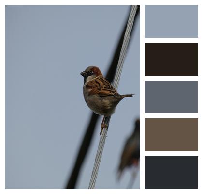 House Sparrow Wire Bird Image